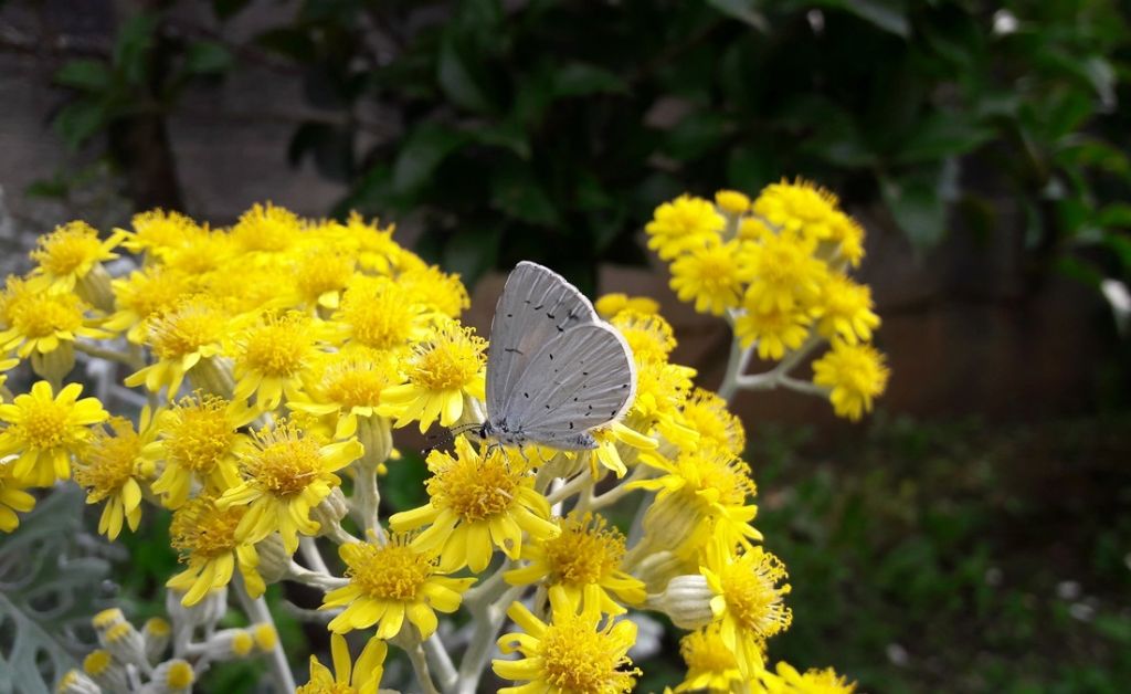 Celastrina sp. ?     S, Celastrina argiolus